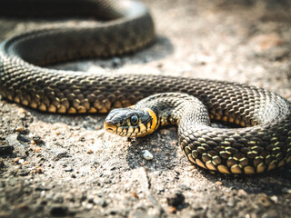 Black and white snake