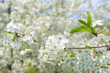 beautiful cherry blossom. spring, white cherry flowers on a blue sky background.