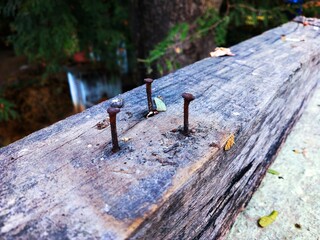 Nails in wood 