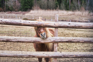 baby horse on the field looking through the fence