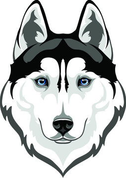 muzzle of a Siberian husky dog with blue eyes