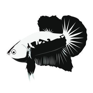Betta Samurai Logo Vector Illustration