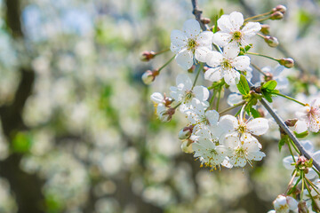 beautiful cherry blossom. spring, white cherry flowers on a blue sky background. copy space for text.