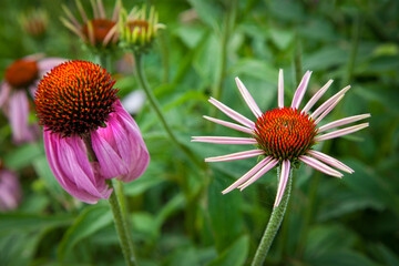 Echinacea flowers in the grass. Summer flowers