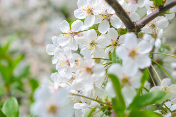 beautiful cherry blossom. spring, white cherry flowers on a blue sky background.