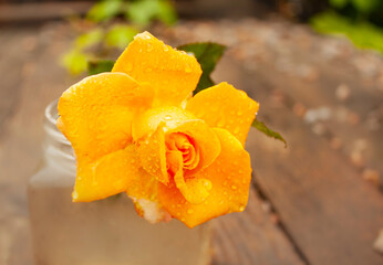 yellow rose flower is covered with drops of water after rain.