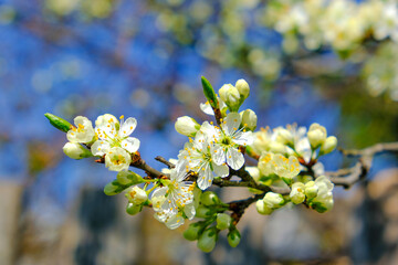 beautiful cherry blossom. spring, white cherry flowers on a blue sky background.