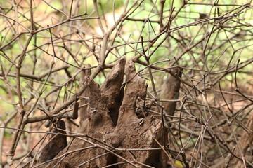 dry branch