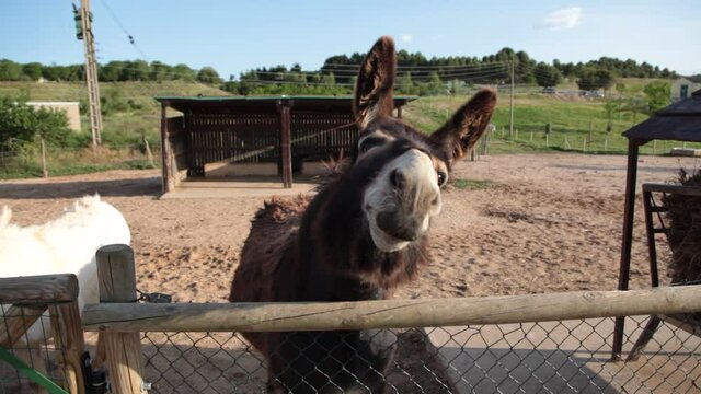 Donkey braying on a farm, domestic mammal