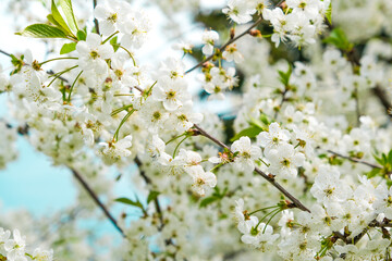 beautiful cherry blossom. spring, white cherry flowers on a blue sky background.