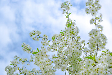 beautiful cherry blossom. spring, white cherry flowers on a blue sky background. copy space for text.