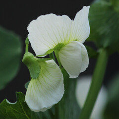 Fototapeta na wymiar white flower of snow pea