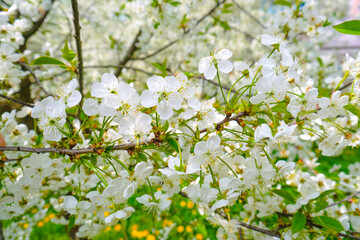 beautiful cherry blossom. spring, white cherry flowers on a blue sky background.