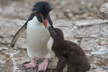 Adult Rockhopper Penguin (Eudyptes chrysocome) feeding a nearly fully grown chick on the cliffs of...