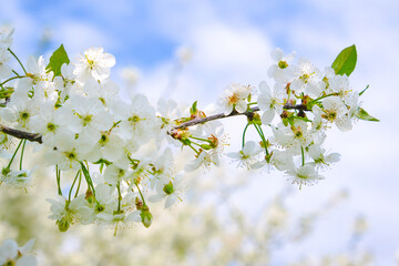 beautiful cherry blossom. spring, white cherry flowers on a blue sky background.