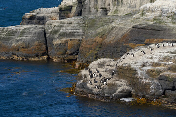 Fototapeta na wymiar Rockhopper Penguins (Eudyptes chrysocome) heading to sea from a rocky outcrop on the coast of Bleaker Island in the Falkland Islands.