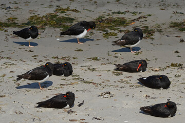 Group of Magellanic Oystercatcher (Haematopus leucopodus) on the shore of Carcass  Island in the...