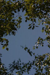birch branches and blue sky