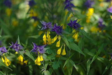 blue-yellow flowers of Melampyrum nemorosum