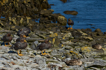 Falkland Steamer Ducks (Tachyeres brachypterus) on the coast of Carcass Island in the Falkland Islands.