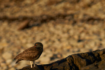 Blackish Oystercatchers (Haematopus ater) on the rocky shore of Carcass Island in the Falkland Islands.