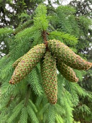 green pine cones natural trees