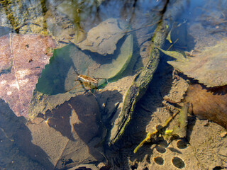 water strider