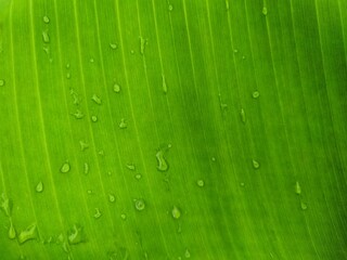Banana Leaf and great green background stock photos. This photo is taken in india.
