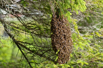 Cluster of swarming bees