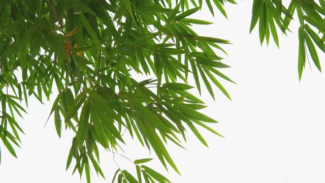 green bamboo leaf in wind on white sky