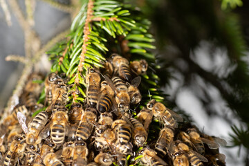 Bee cluster in a spruce