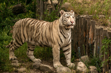 Fototapeta na wymiar White young siberian tiger closeup in zoo garden