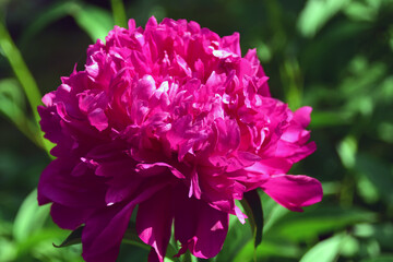 Purple peony flower