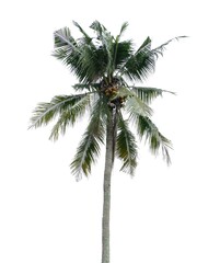 Fototapeta na wymiar Coconut tree, isolated on a white background