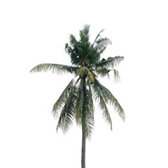 Naklejka na ściany i meble Coconut tree, isolated on a white background