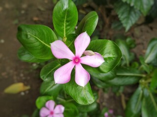 Periwinkle Flower Stock Photos- Growing Colorful Periwinkle Flowers and Plants. This Photo is taken In India.