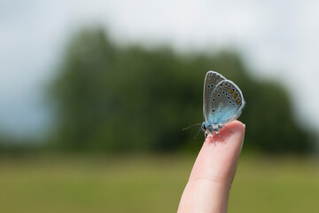 blue butterfly sits on a person’s finger. (lat. Lycaenidae; old name - Cupidinidae)