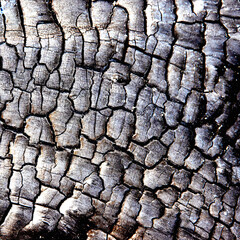 Texture of charred wood, burnt wood background.