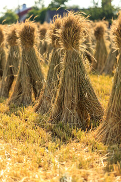 Field of Tall Wheat Grass