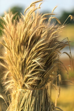 Close Up of Wheat Bundle