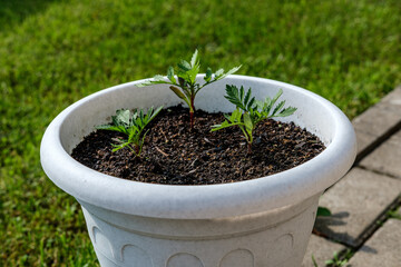 Young marigold seedlings planted in a small white flowerpot, amid green mowed grass on the lawn.