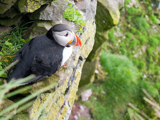 Puffin Fratercula arctica, Iceland, West Fjord. Bird on cliff