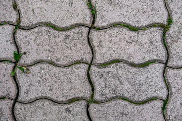 Light gray concrete tile (pavers) with a wavy shape, between which green moss and grass grow.