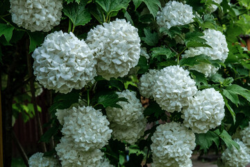 Blooming (many buds) with white flowers, viburnum Roseum (Buldenezh) among green leaves.