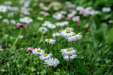 Small daisy flowers close-up among green lawn grass and clover. © KorshunovDV