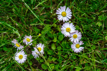 Small daisy flowers among green lawn grass and clover. © KorshunovDV