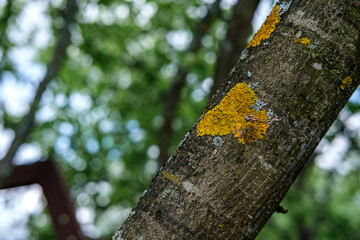 Yellow lichen on the trunk of an apple tree growing in the garden (left copyspace).
