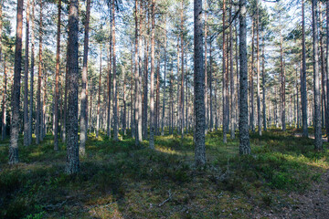 a scenic swedish woodland landscape