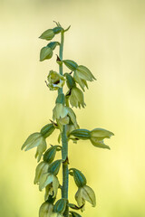 Wild Orchid Helleborine crop