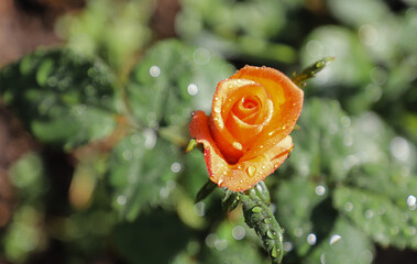 Beautiful rose flower in the garden after the rain, small depth of field, with drops of rain and great bokeh